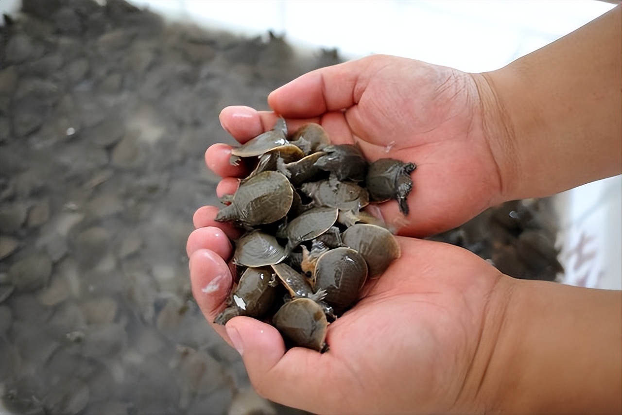 珍珠鳖在中国有天敌吗,珍珠鳖在美国泛滥了吗