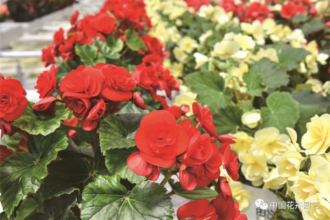 新兴的花卉盆栽,新兴花木盆景