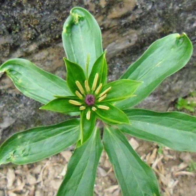 神农本草经上关于七叶一枝花,七叶一枝花号称药王