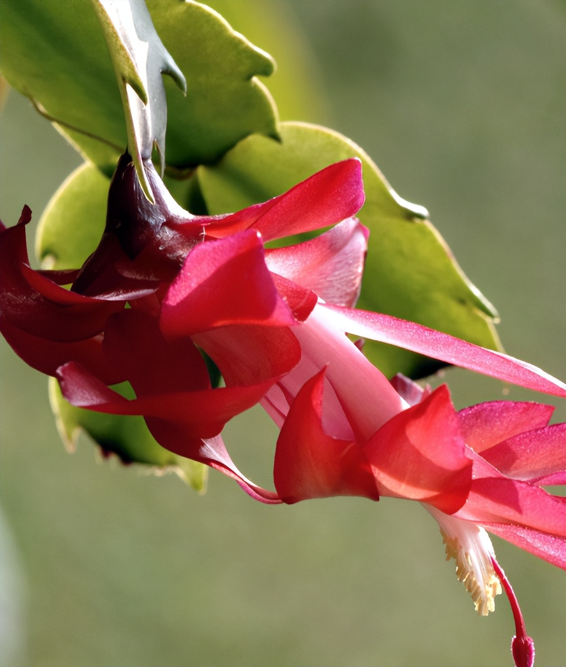 春分至燕归来下一句,春分至燕归来正是人间好时光