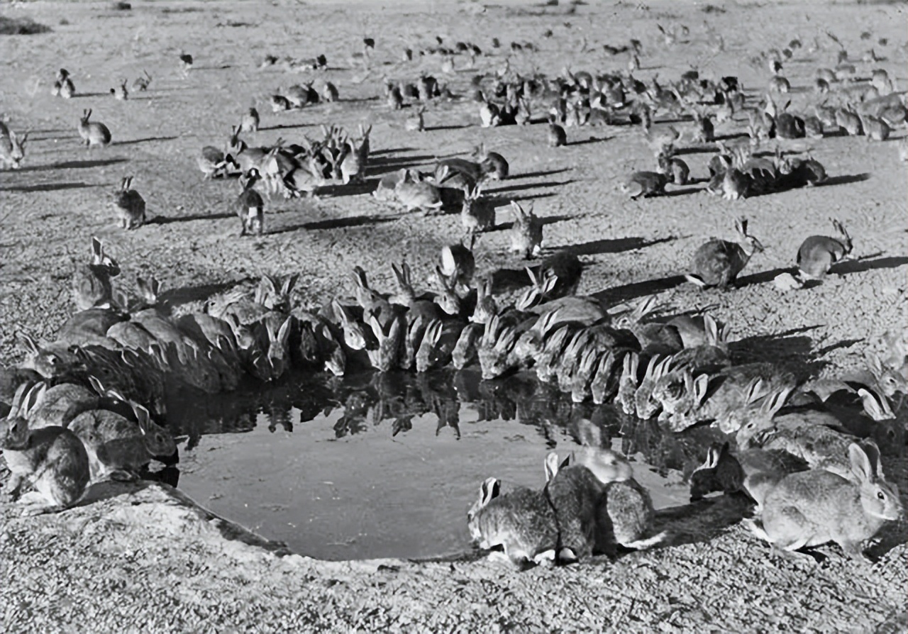 澳大利亚野兔怎么泛滥成灾,澳大利亚野兔泛滥