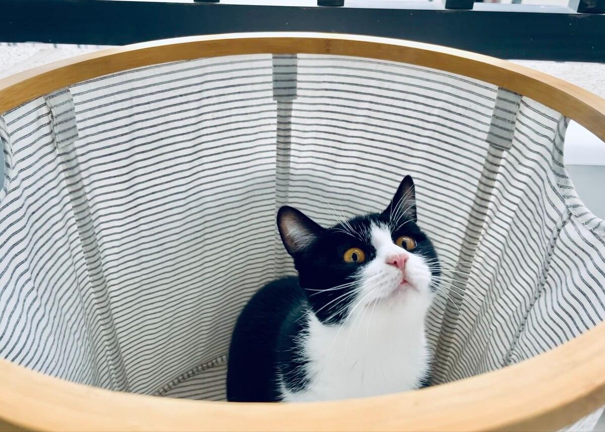 最好看最听话的猫是什么猫,最受欢迎的6种猫你家猫上榜了吗