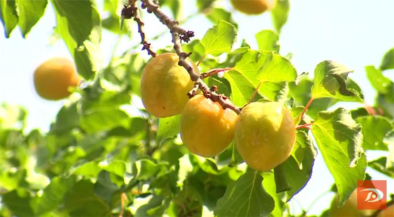 敦煌特产敦煌李广杏成熟上市,敦煌李广杏和其它李广杏的区别