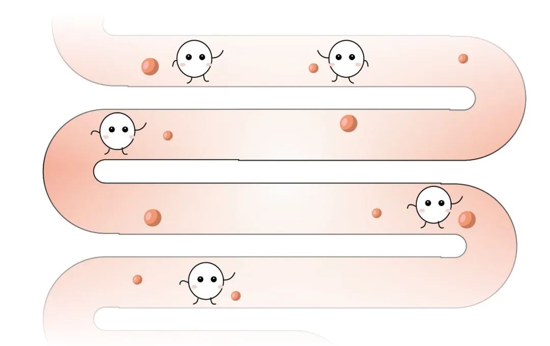 甲状腺与肠道,肠道与甲状腺关系