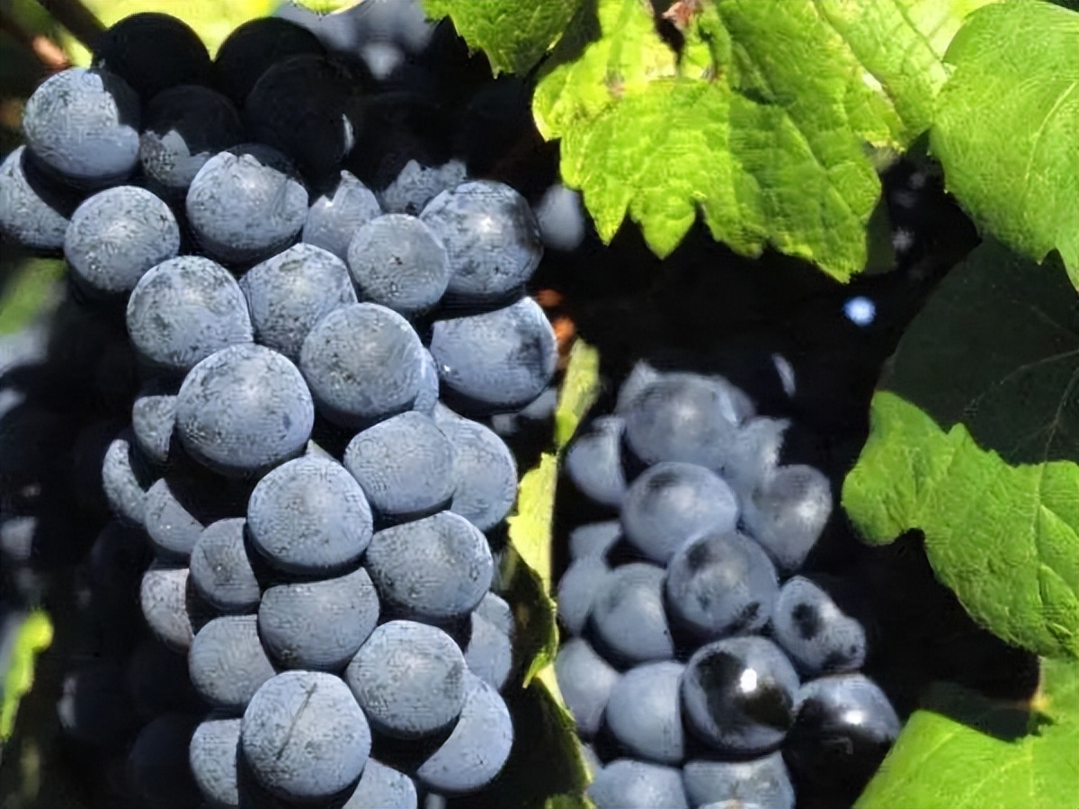 通关文牒嘉峪关是什么意思,嘉峪关哪个省