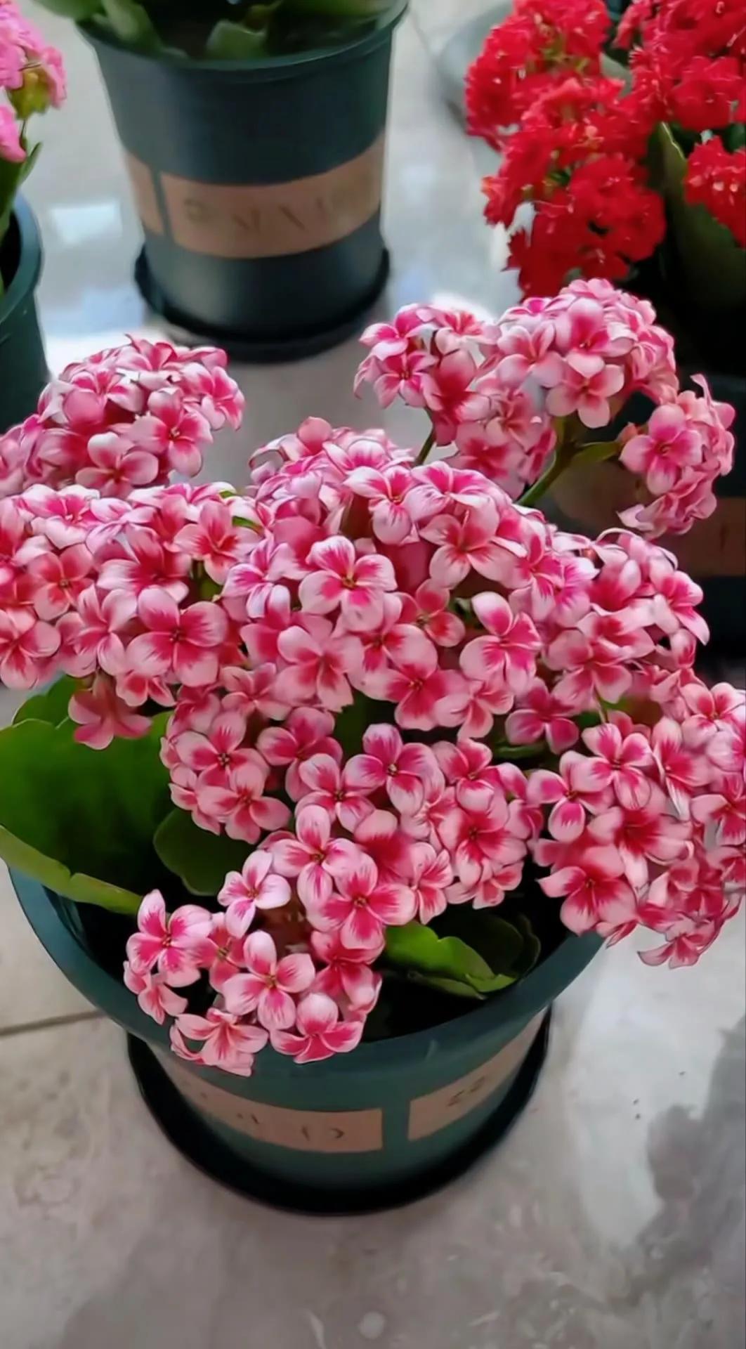 分享精美花朵图片,分享春天的图片大全