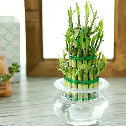 发财竹叶子黄怎么办,水培发财竹黄叶掉叶怎样补救冬天