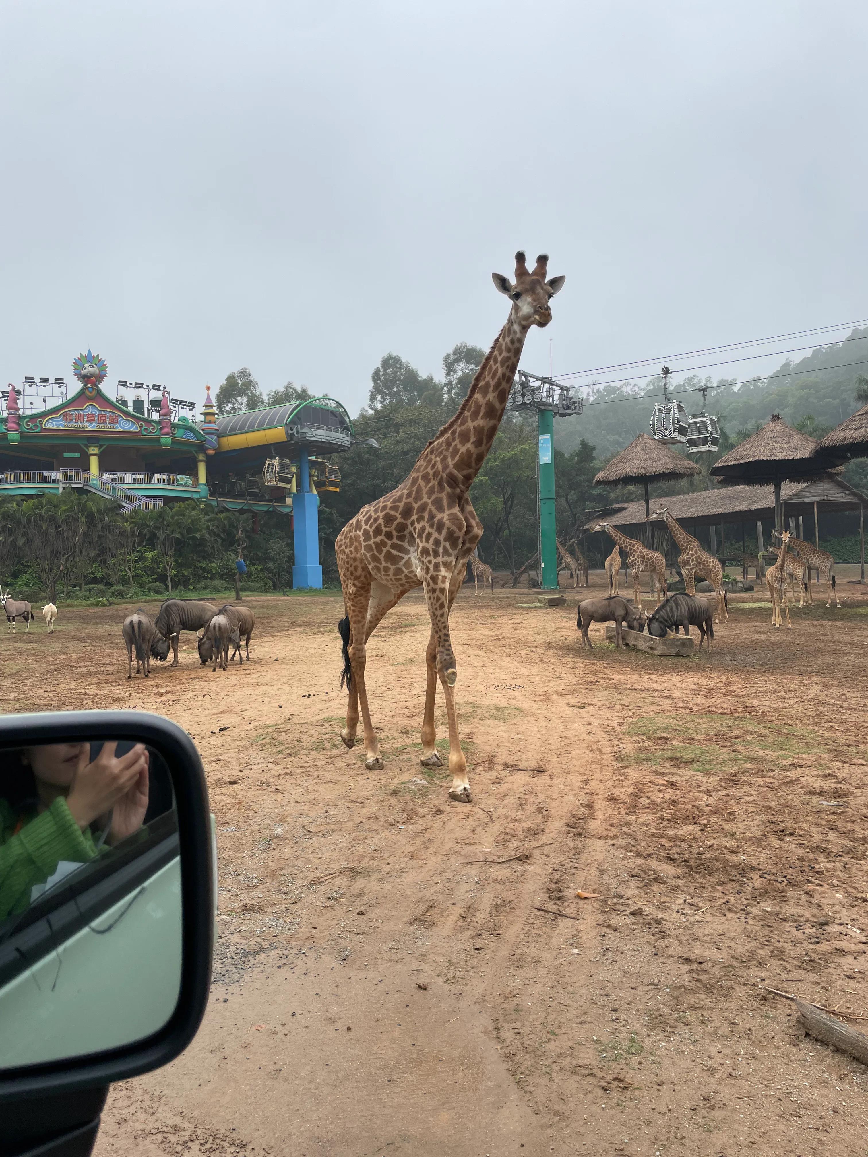 长隆动物园和珠海海洋王国哪个好,珠海长隆海洋王国与长隆动物园