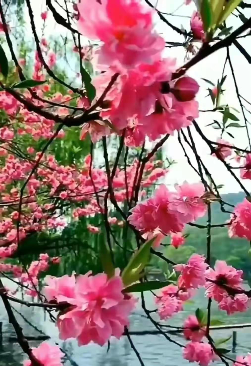 清明十首最好诗赏析,清明节诗词作品