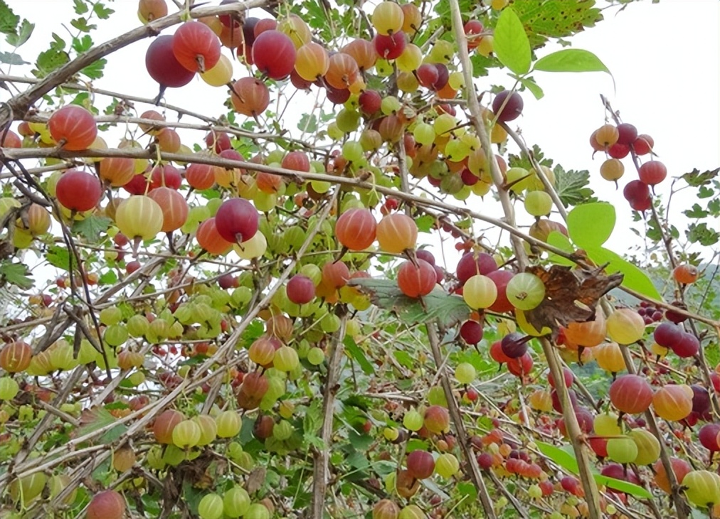 类似灯笼果的植物果实,灯笼果是什么水果品种