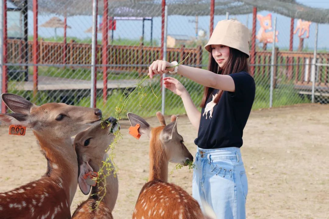 旅游图片合集多张海边,七月的红海滩景色怎么样