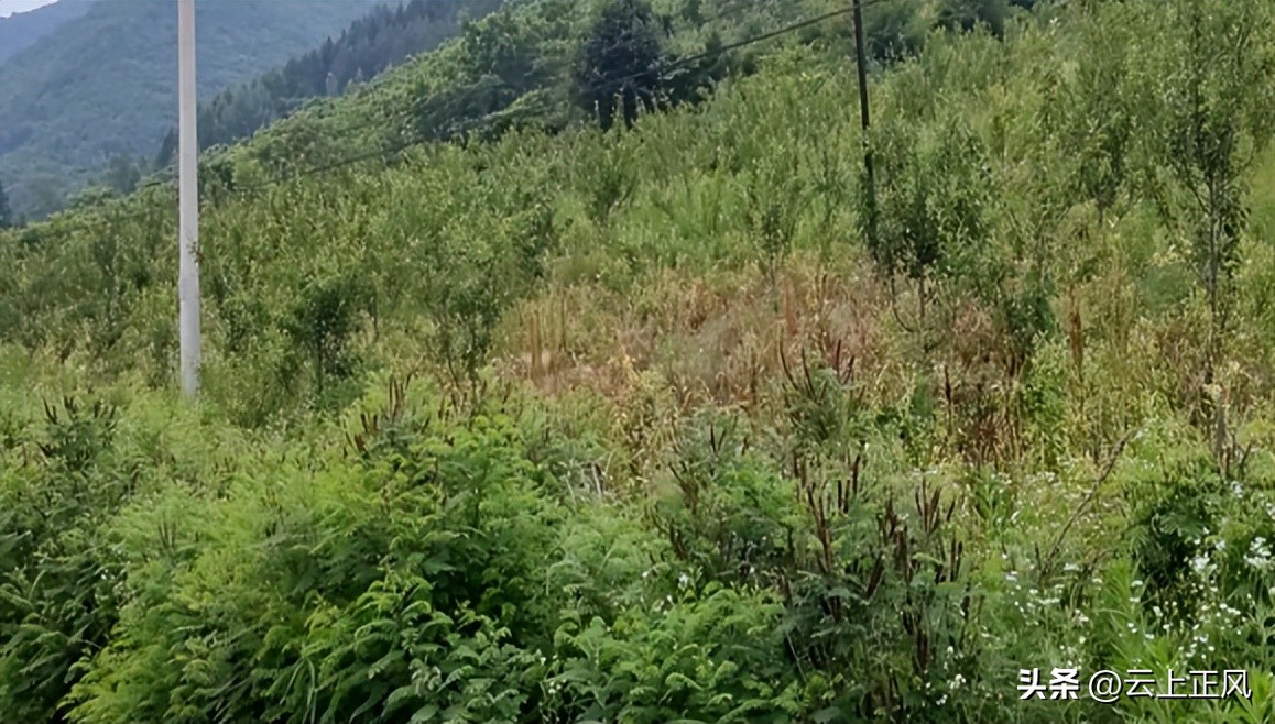 黎红村的机动地承包经营权到底属于谁？