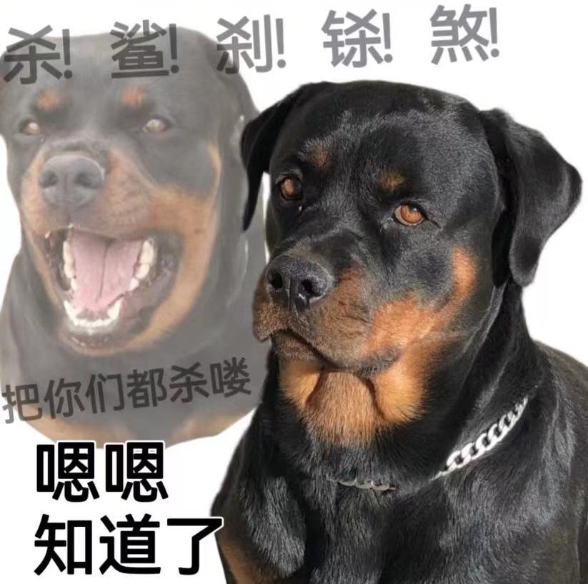 这5种狗，不能离开主人，不然活不下去！