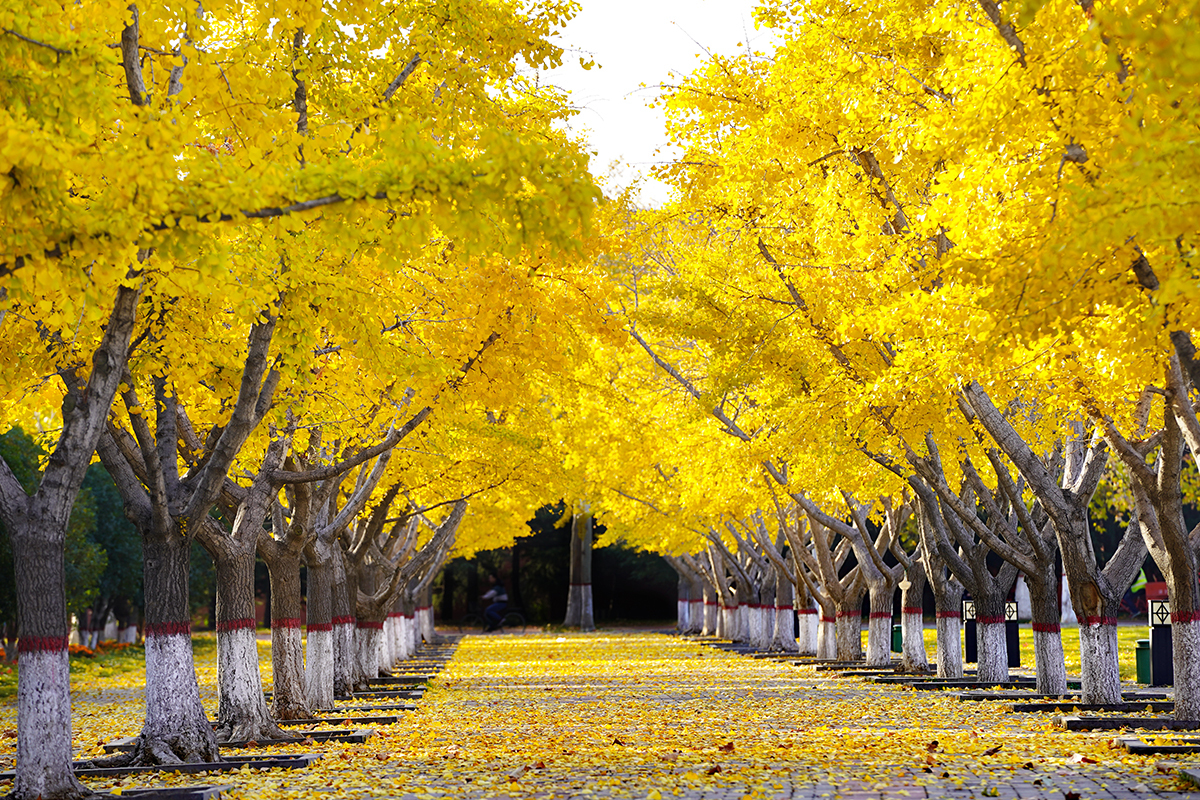 求是担当是什么意思,郑州大学求是担当