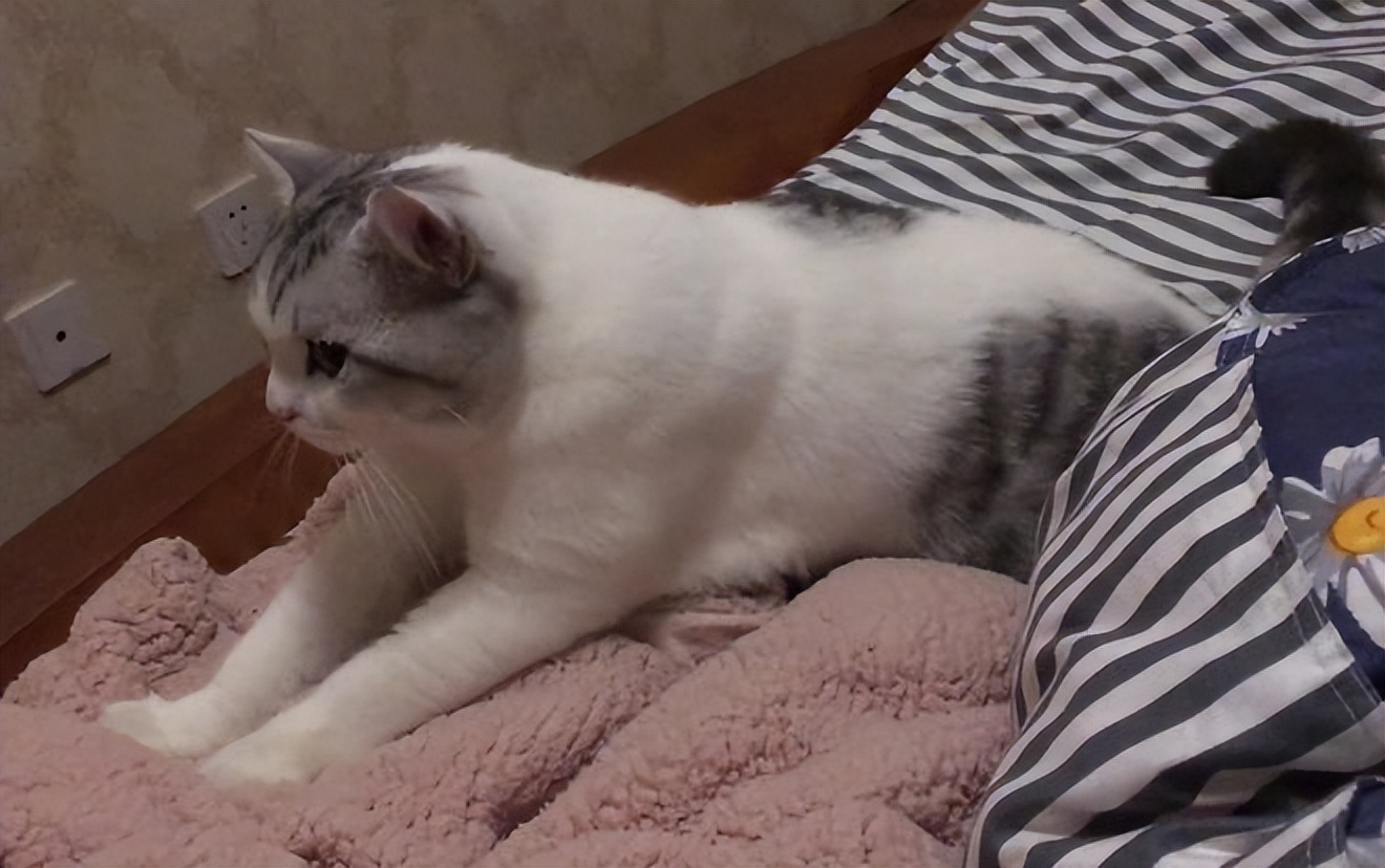 猫咪的哪些行为证明它喜欢你,猫咪喜欢你的表现