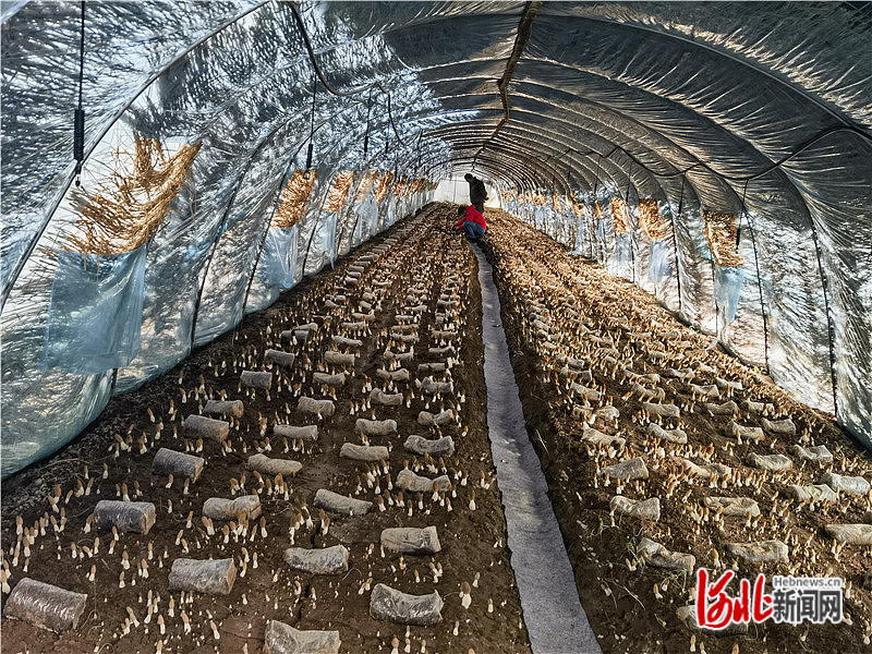 辛巴农村助农,辛巴辛有志持续创新助农直播模式