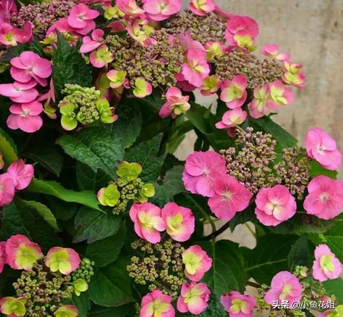 有一种花很好看但是很臭,名字很难听却很漂亮的花