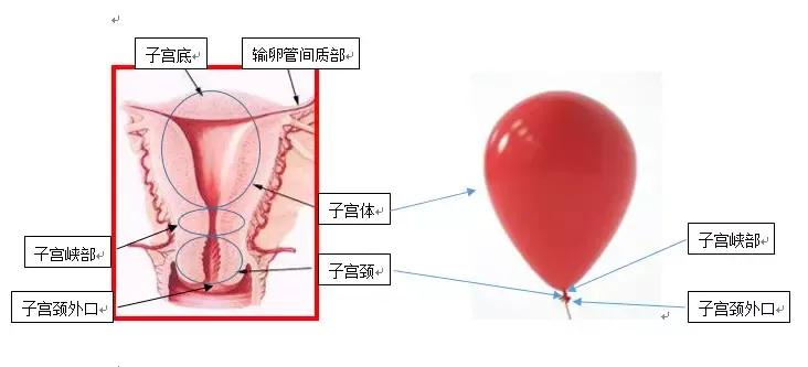 子宫大小与妊娠周数相符,妊娠子宫体积