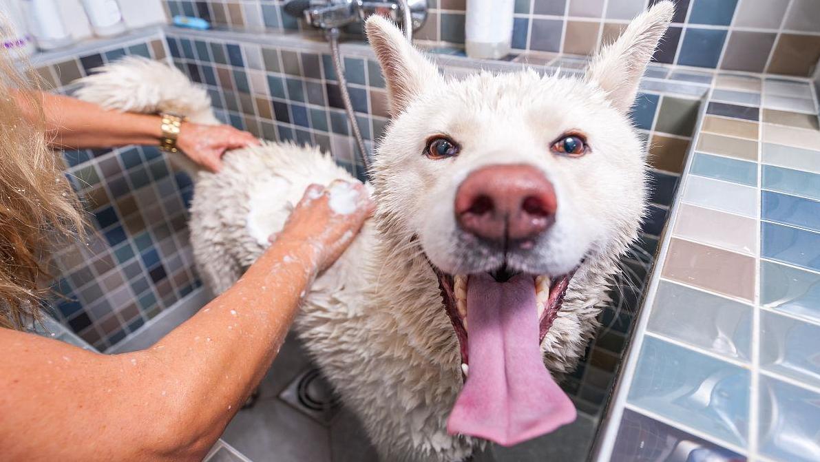 狗狗不吃食怎么办用什么药,狗狗不吃食怎么办
