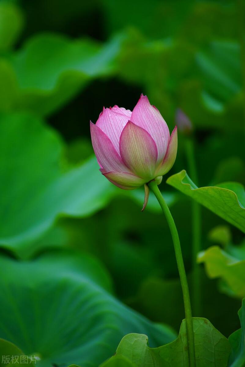 白云蓬莱仙境景区,蓬莱阁和蓬莱仙境有什么区别