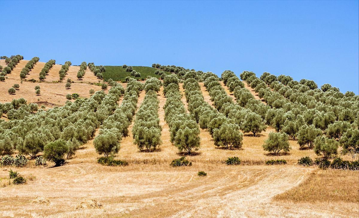 西班牙产出优质的橄榄的地理条件,橄榄种植历史