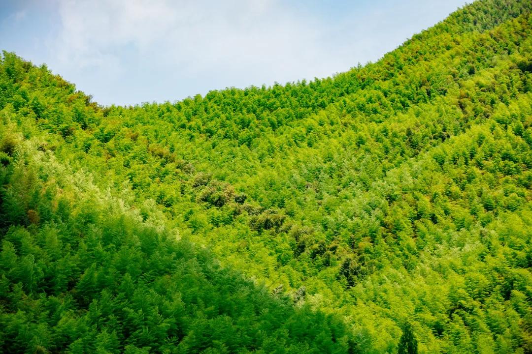 莫干山最美民宿20个推荐,莫干山民宿隐凡尘度假