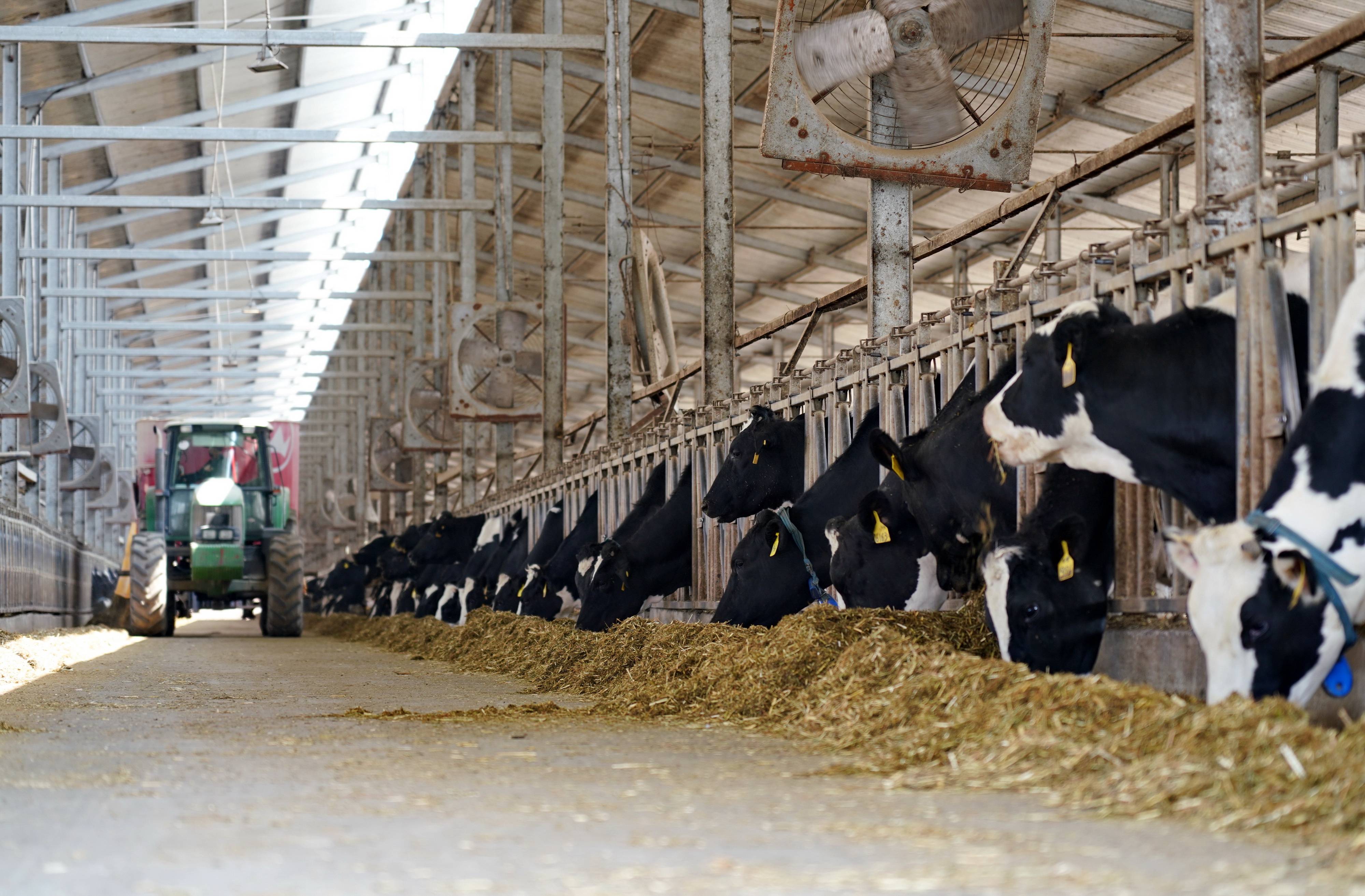 奶牛规模化养殖场建设方案,奶牛养殖场建设的标准是