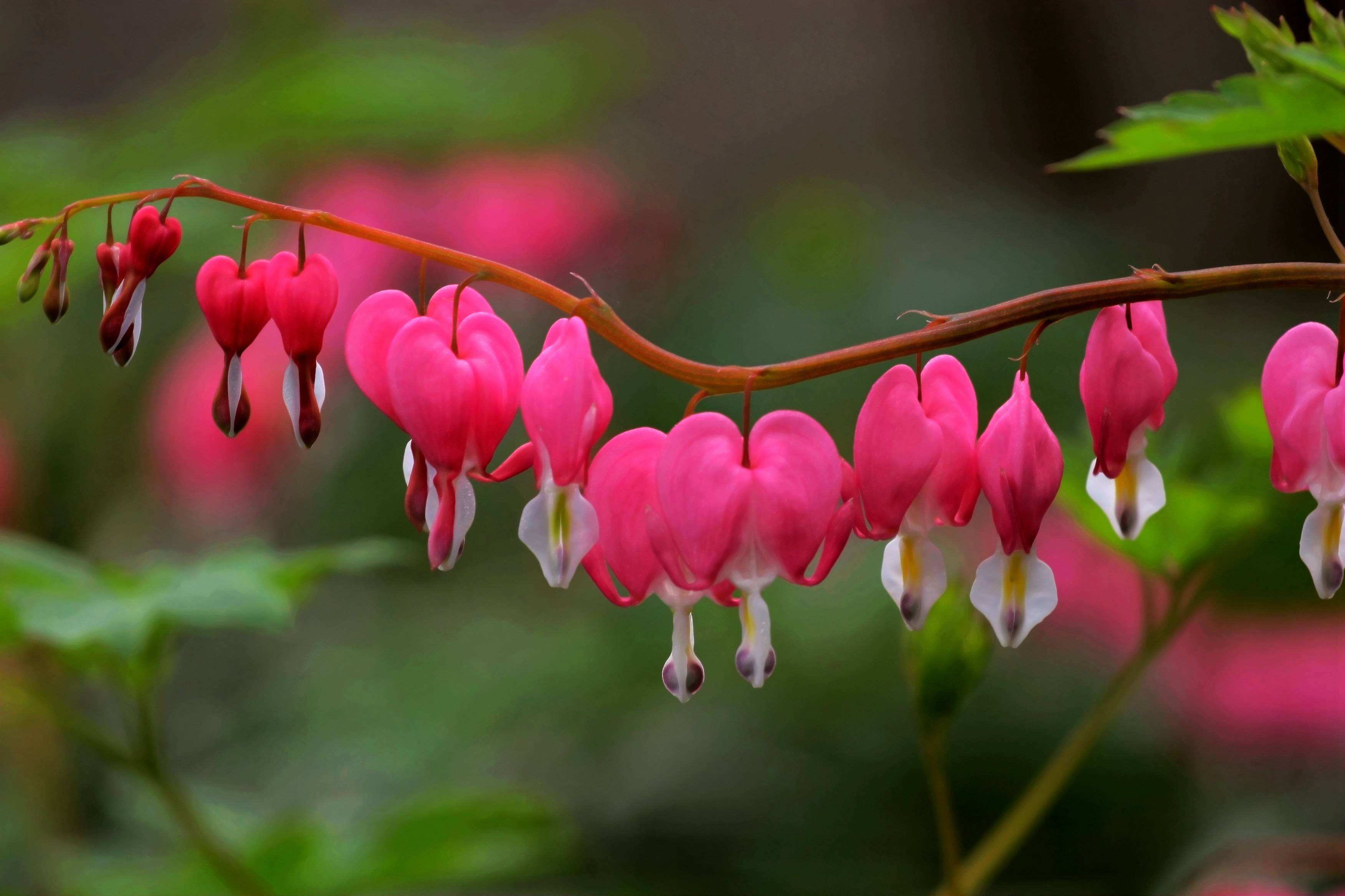 10种名贵花,什么名贵的花最好养