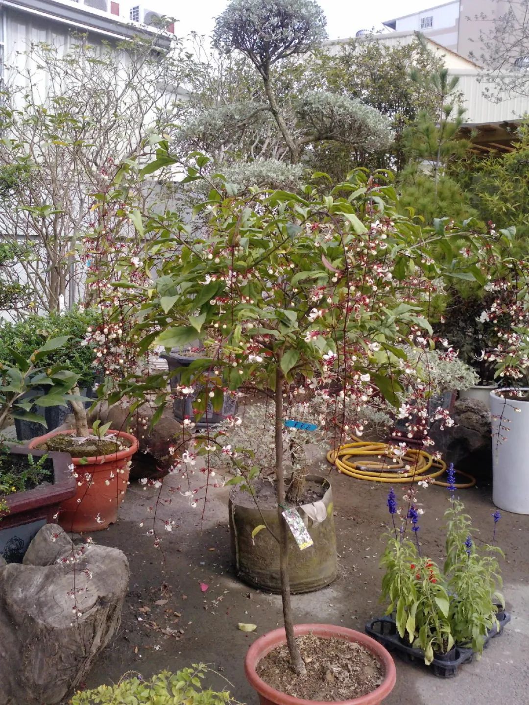 养了一年的垂丝茉莉终于开花了,垂丝茉莉立秋后如何养护