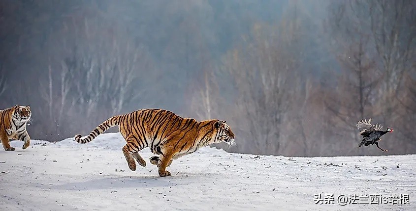 黑龙江饶河境内发现东北虎,黑龙江饶河东北虎出没