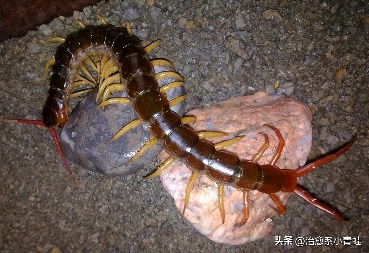 世界上最大的蜈蚣真实存在,蜈蚣咬了起鸡皮疙瘩