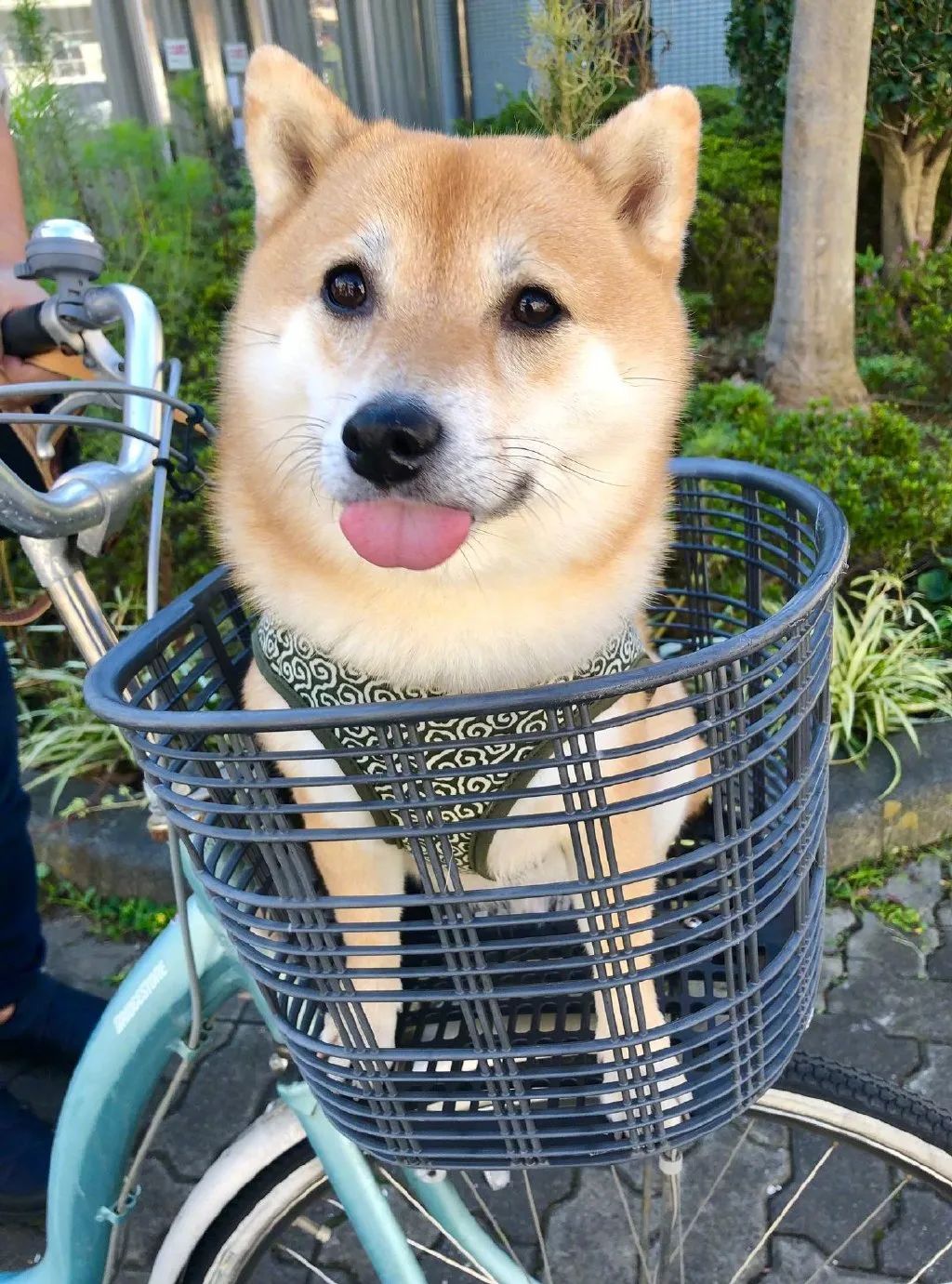 带可爱白狗出门路人反应,带小白狗上班