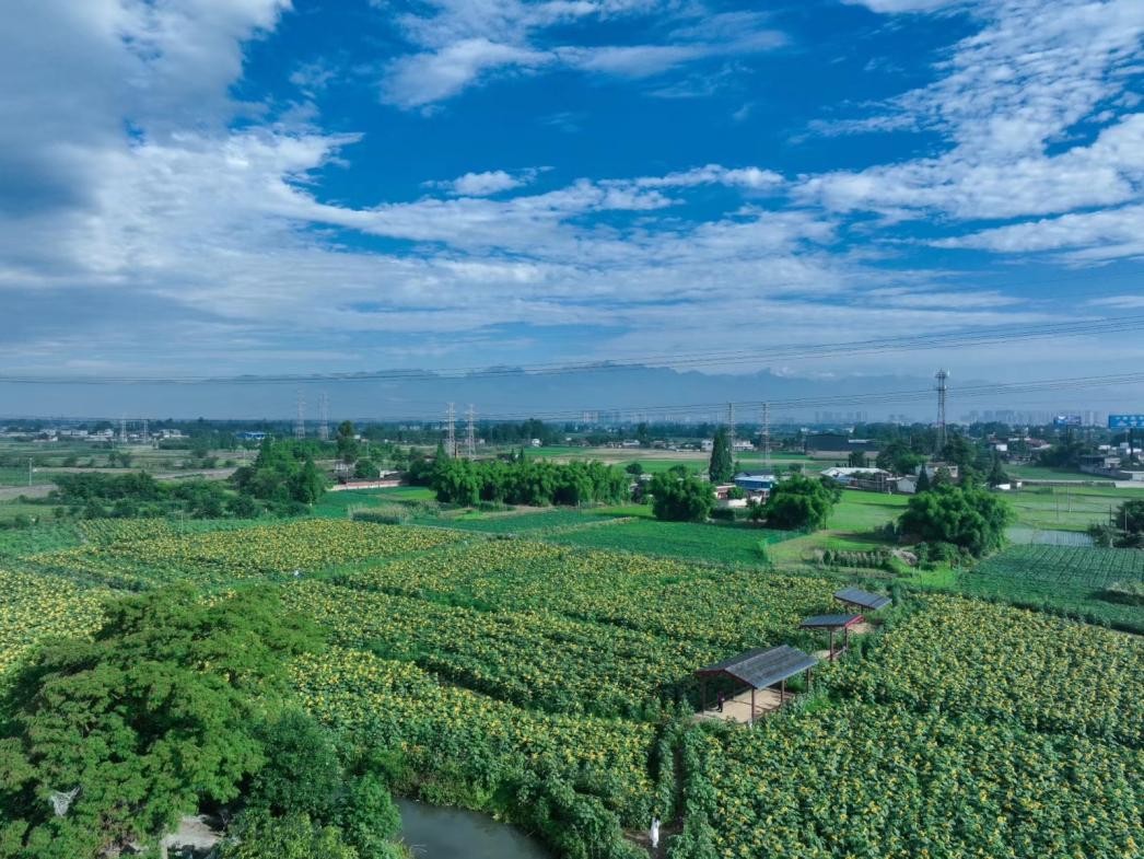 广汉彩色油菜花花海,广汉高坪镇油菜花高清图片