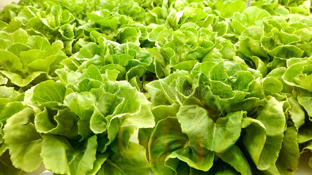 康熙和乾隆哪个活的时间最长,康熙和乾隆历史有什么关系