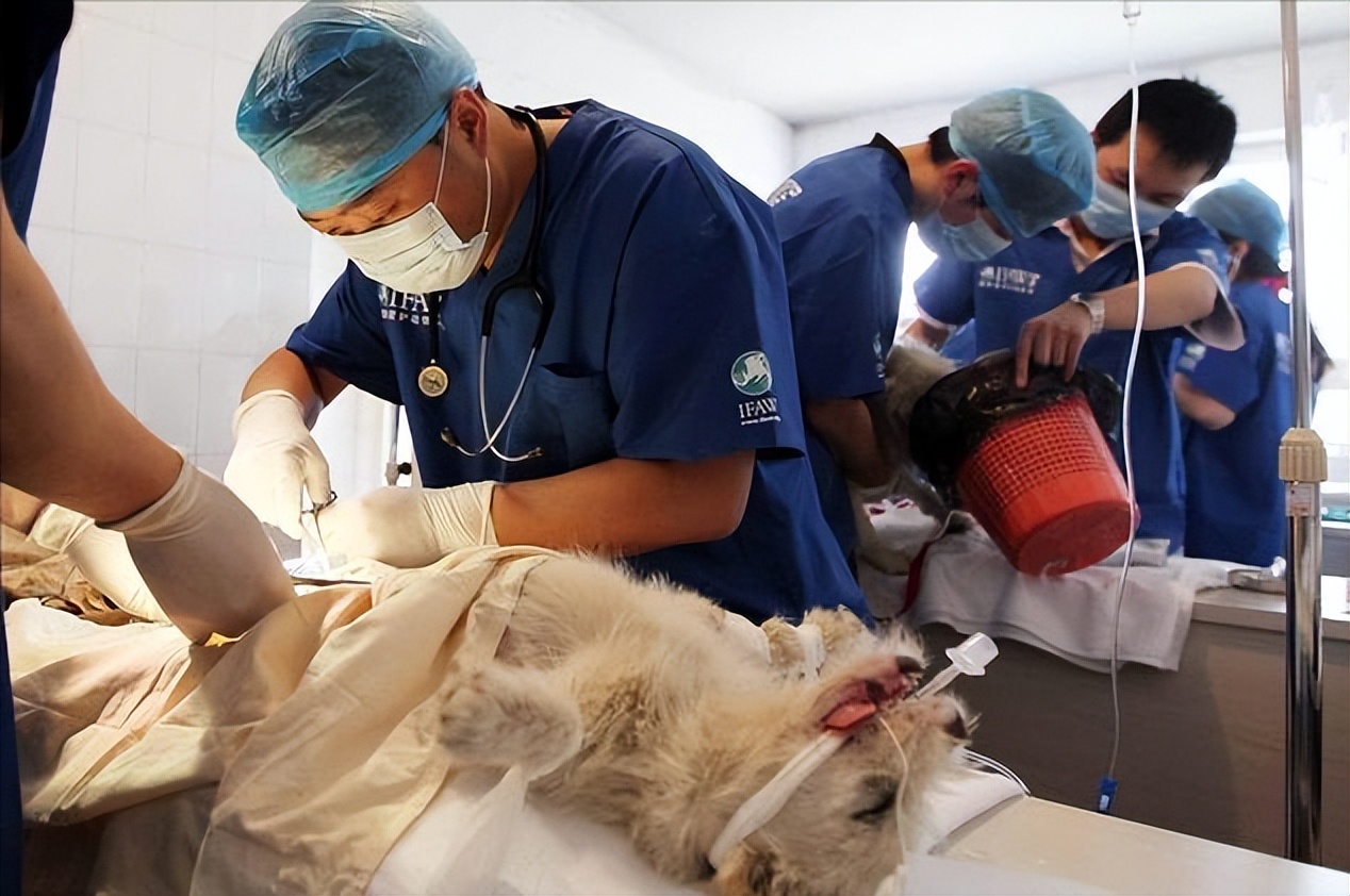 为什么狗狗“交配”的时候，不能轻易打断？