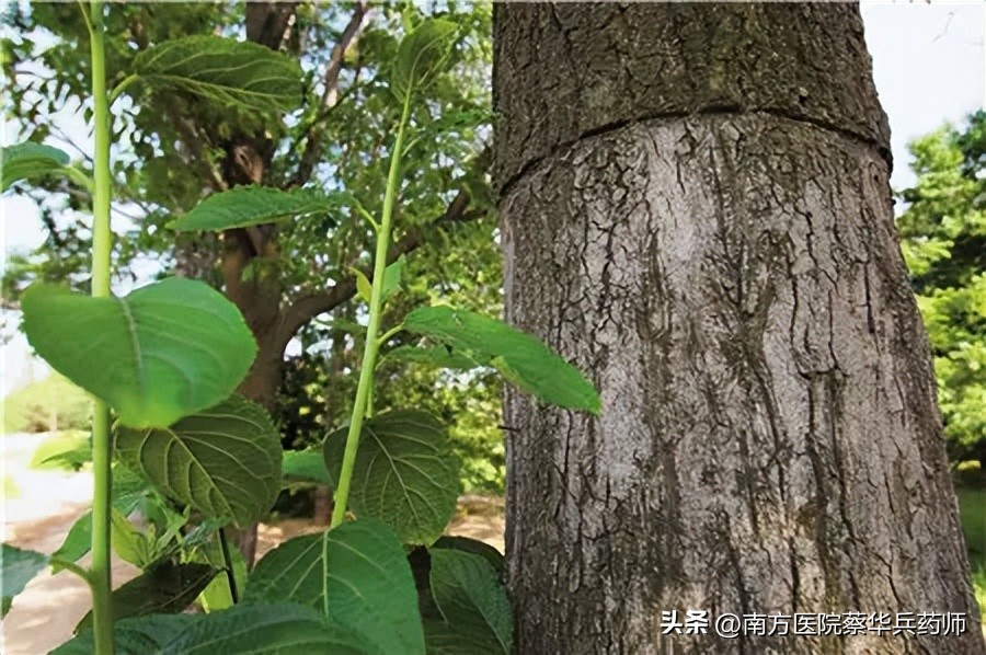 男士腰膝酸软尿频的中药方子,补肝肾治腿疼中药