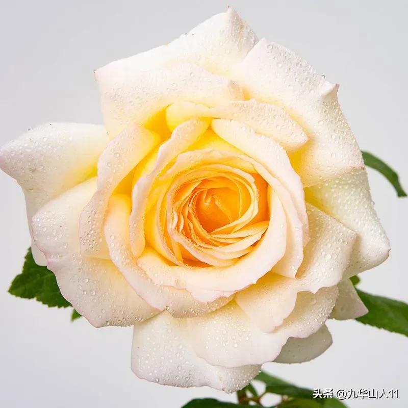 通过adr认证的月季品种,奥古斯塔路易斯月季是adr认证吗