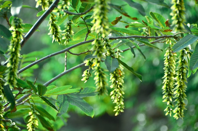乡土散文:村庄的树