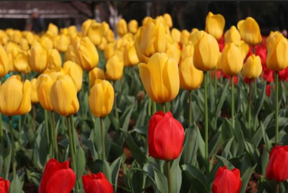 今宵无月彤云天，情燃红菱峰