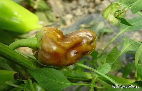 番茄青枯病害鉴别,分离番茄茎腐病真菌的方法