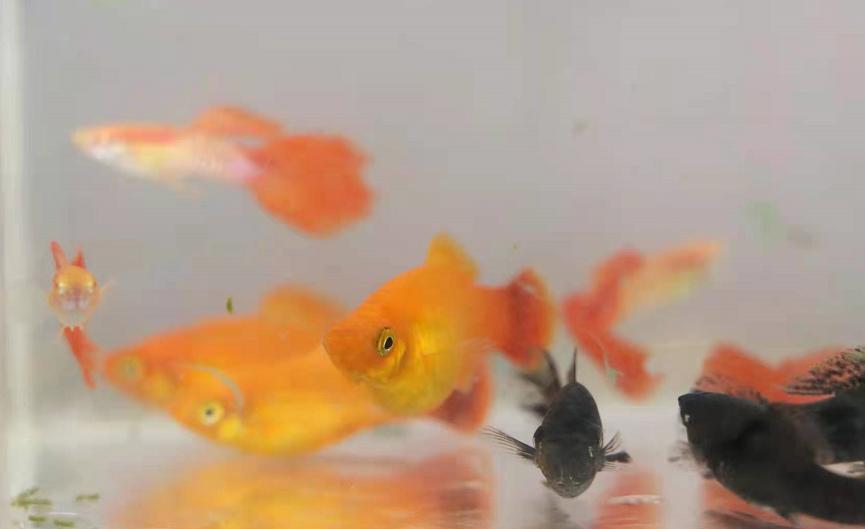 养殖热带鱼年入十八万