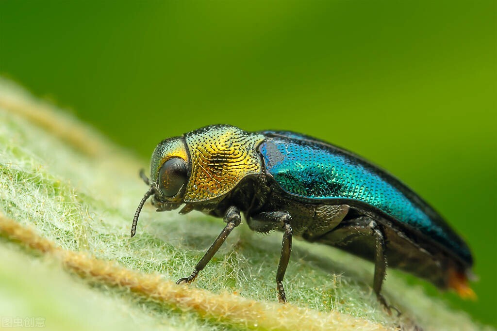 如何克服昆虫恐惧症,人对昆虫的恐惧大于死亡