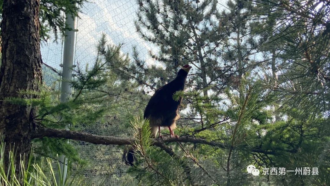 河北小五台山褐马鸡,小五台山褐马鸡