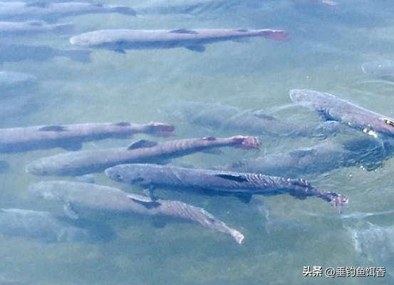 喀纳斯湖巨型哲罗鲑为什么捕不到,大型哲罗鲑冷水性鱼类图片