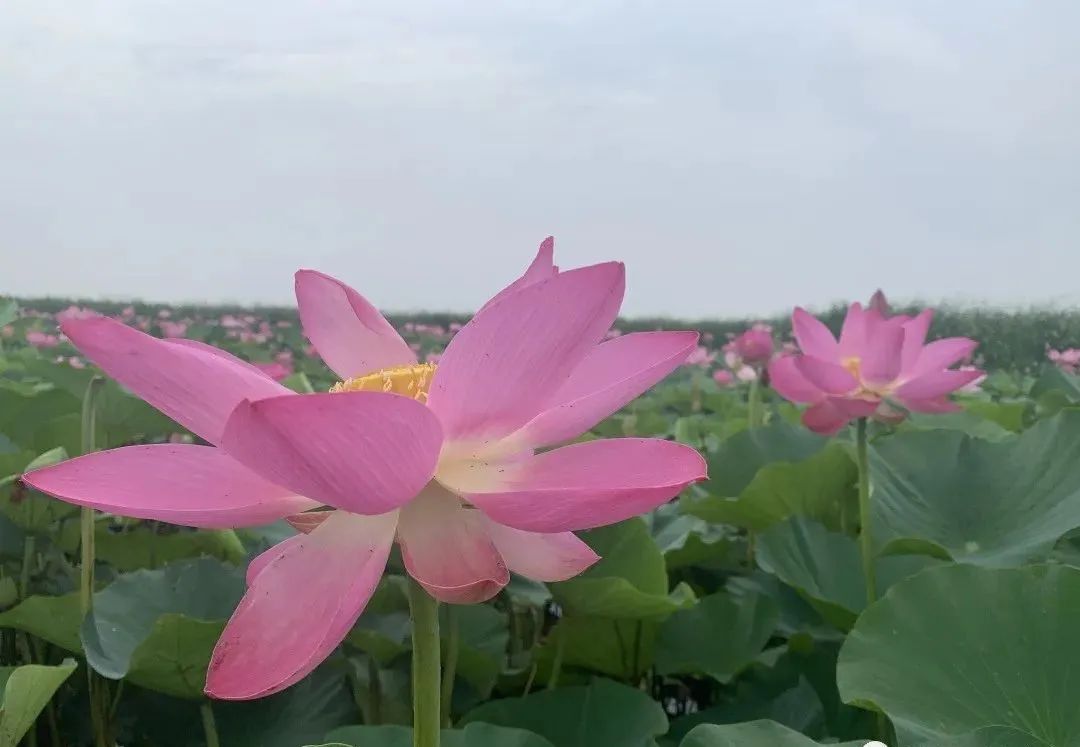 荷你有约环创,荷你有约完整视频