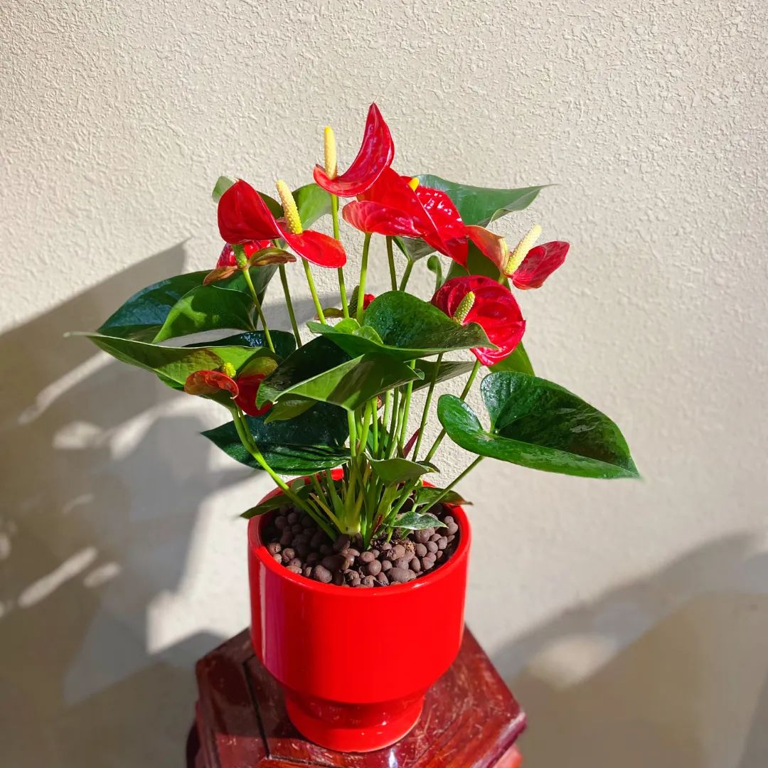 湖南“花二代”开园艺中心，线上一天卖花12万盆，年营业额超2000万元