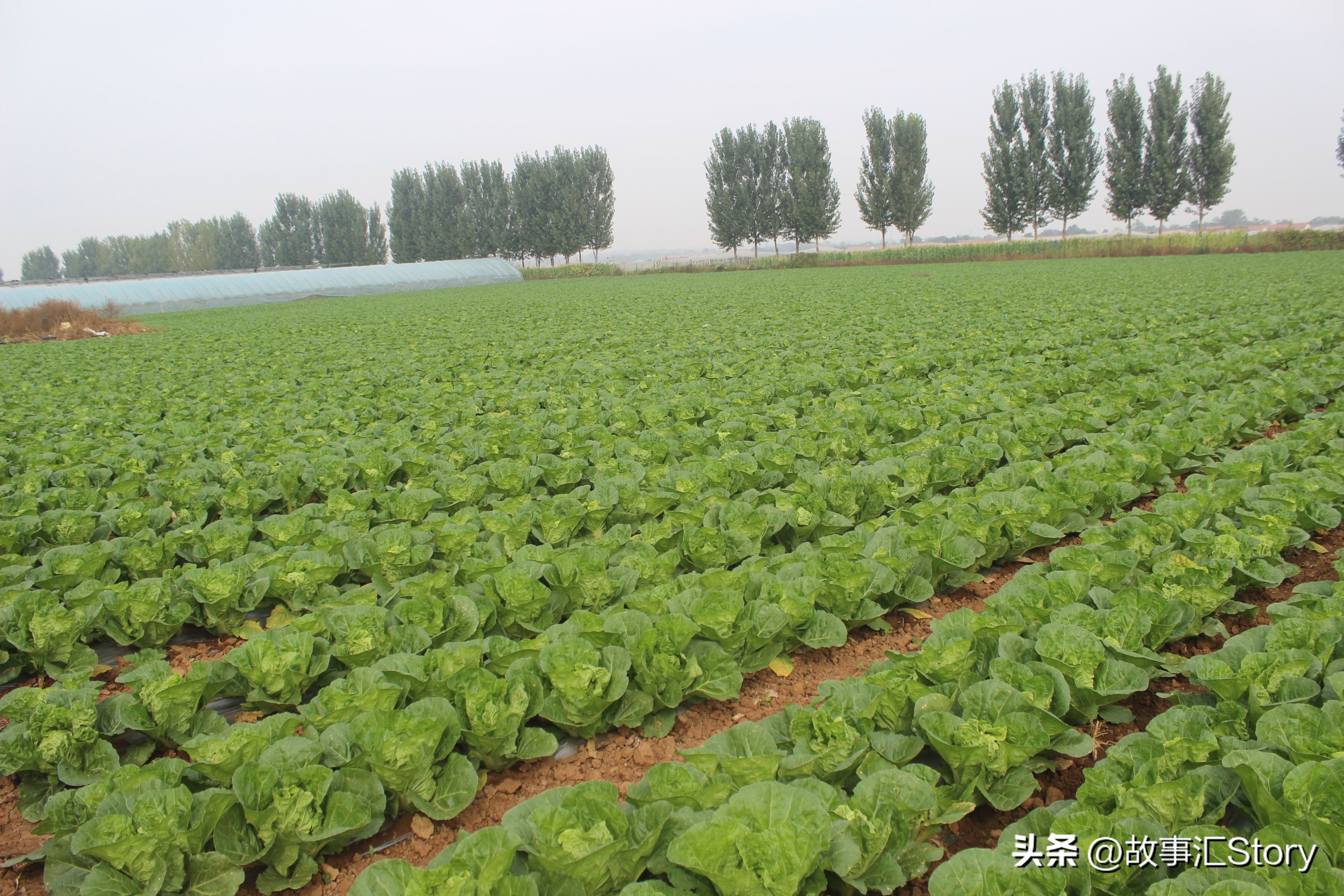 安徽夫妇在俄罗斯远东种菜，销售大白菜的时候被韩国人摆了一道