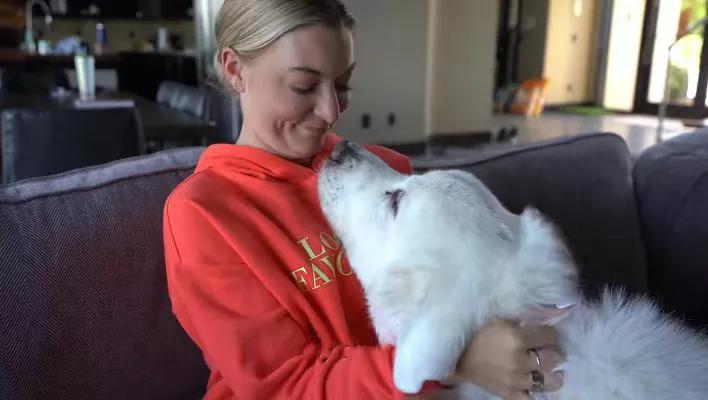 大黑熊对战狼群,大白熊和狼群