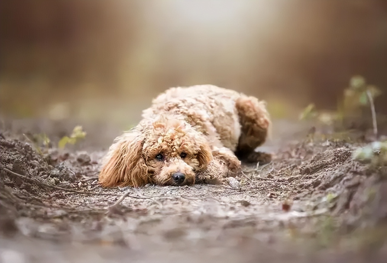 贵宾犬到底有多好养,贵宾犬值得养吗