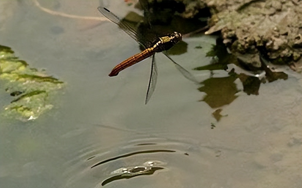 蜻蜓有哪些习性和知识呢,蜻蜓为什么会飞以后就不能下水了